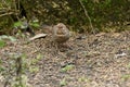 California towhee, Melozone crissalis, 1.