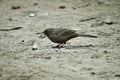 California towhee, Melozone crissalis, 3. Royalty Free Stock Photo