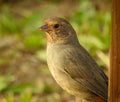 California towhee