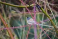 California towhee Melozone crissalis Royalty Free Stock Photo