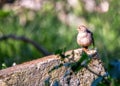 California Towhee (Melozone crissalis) Spotted Outdoors in California Royalty Free Stock Photo