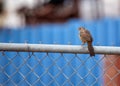 California Towhee (Melozone crissalis) Spotted Outdoors in California Royalty Free Stock Photo