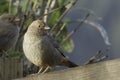 California Towhee and friend on a fence at dawn
