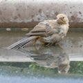 California Towhee in a puddle of water