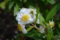 California tree anemone