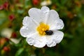 California tree anemone white flower - Latin name - Carpenteria californica