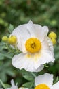 California tree poppy Romneya coulteri, white flower with yellow stamen and pollen Royalty Free Stock Photo