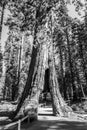 California tunnel tree at Mariposa grove Royalty Free Stock Photo