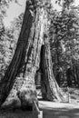 California tunnel tree at Mariposa grove Royalty Free Stock Photo