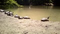 California turtles Royalty Free Stock Photo