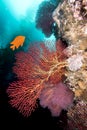 California underwater reef