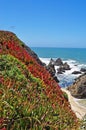 Bodega Bay, Pacific Ocean, rock, cliff, green, California, United States of America, Usa, flowers, beach Royalty Free Stock Photo