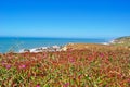 Bodega Bay, Pacific Ocean, rock, cliff, green, California, United States of America, Usa, flowers, beach Royalty Free Stock Photo