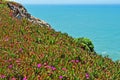 Bodega Bay, Pacific Ocean, rock, cliff, green, California, United States of America, Usa, flowers Royalty Free Stock Photo