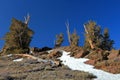 Bristlecone Pines and Summer Snow in Morning Light, White Mountains, California Royalty Free Stock Photo