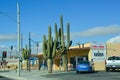 CALIFORNIA, USA - NOVEMBER 27, 2019: Giant Carnegia cacti outside a roadside shop in California