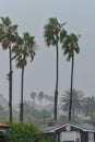 CALIFORNIA, USA - NOVEMBER 29, 2019: tall palm trees in single storey america during strong wind and rain in San Diego California