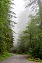 California, USA - Road through forest of Redwood National Park