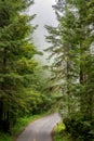 California, USA - Road through forest of Redwood National Park Royalty Free Stock Photo