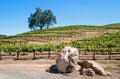 California Valley Oak tree and limestone boulders in vineyard in Paso Robles vineyard in the Central Valley of California USA