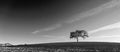 California Valley Oak Tree in plowed fields in Paso Robles wine country in Central California USA - black and white Royalty Free Stock Photo