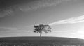 California Valley Oak Tree in plowed fields in Paso Robles wine country in Central California USA - black and white Royalty Free Stock Photo