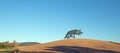 California Valley Oak Tree in plowed fields under blue sky in Paso Robles wine country in Central California USA Royalty Free Stock Photo