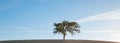 California Valley Oak Tree in plowed fields under blue sky in Paso Robles wine country in Central California USA Royalty Free Stock Photo