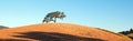 California Valley Oak Tree in plowed fields under blue sky in Paso Robles wine country in Central California USA