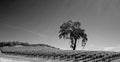 California Valley Oak Tree in vineyard in Paso Robles wine country in Central California USA - black and white Royalty Free Stock Photo