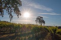 California Valley Oak tree in vineyard at sunrise in Paso Robles vineyard in the Central Valley of California USA Royalty Free Stock Photo