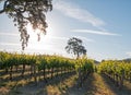 California Valley Oak tree in vineyard at sunrise in Paso Robles vineyard in the Central Valley of California USA Royalty Free Stock Photo