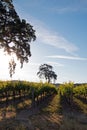 California Valley Oak tree in vineyard at sunrise in Paso Robles vineyard in the Central Valley of California USA Royalty Free Stock Photo