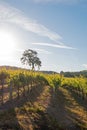 California Valley Oak tree in vineyard at sunrise in Paso Robles vineyard in the Central Valley of California USA Royalty Free Stock Photo