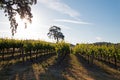 California Valley Oak tree in vineyard at sunrise in Paso Robles vineyard in the Central Valley of California USA Royalty Free Stock Photo