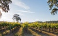 California Valley Oak tree in vineyard at sunrise in Paso Robles vineyard in the Central Valley of California USA Royalty Free Stock Photo