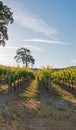 California Valley Oak tree in vineyard at sunrise in Paso Robles vineyard in the Central Valley of California USA Royalty Free Stock Photo