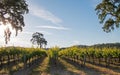 California Valley Oak tree in vineyard at sunrise in Paso Robles vineyard in the Central Valley of California USA Royalty Free Stock Photo