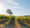 California Valley Oak tree in vineyard at sunrise in Paso Robles vineyard in the Central Valley of California USA Royalty Free Stock Photo