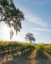 California Valley Oak tree in vineyard at sunrise in Paso Robles vineyard in the Central Valley of California USA Royalty Free Stock Photo