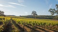 California Valley Oak tree in vineyard at sunrise in Paso Robles vineyard in the Central Valley of California USA Royalty Free Stock Photo