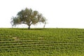 California vineyard Royalty Free Stock Photo