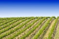 California vineyard Royalty Free Stock Photo