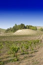 California vineyard Royalty Free Stock Photo