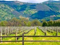 California vineyard Royalty Free Stock Photo