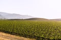 California vineyard field in US Royalty Free Stock Photo