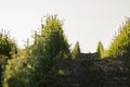 California vineyard looking down a row of vines in springtime du