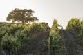 California vineyard at sunset with an oak tree in the distance i Royalty Free Stock Photo