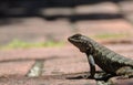 California western fence lizard Royalty Free Stock Photo