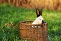 California or California white breed of domestic rabbit peeks